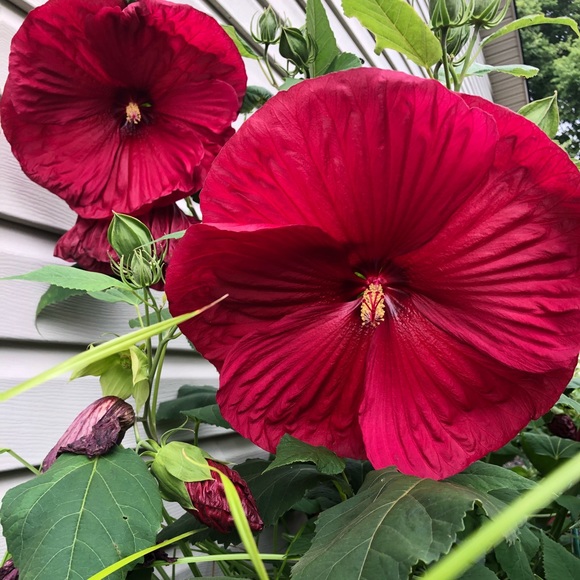 Meet your Posher, Amanda - Picture 1 of 1